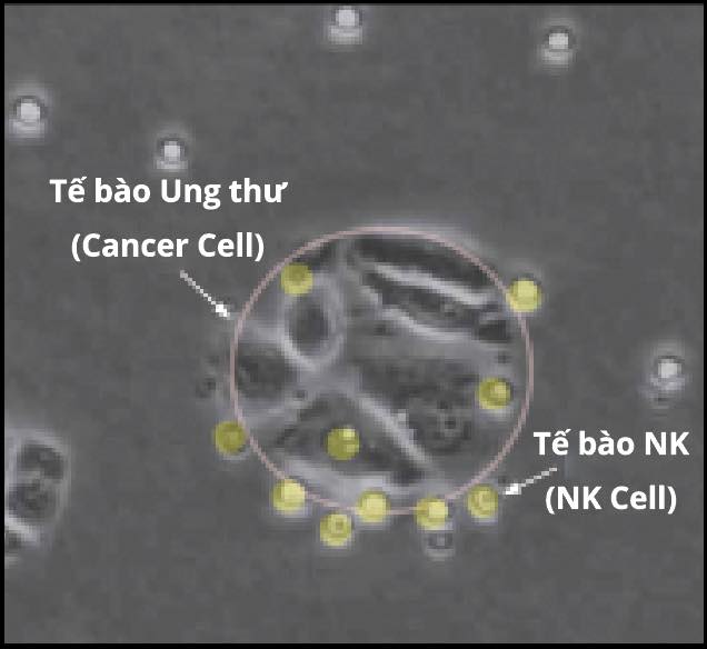 Highly active NK cell