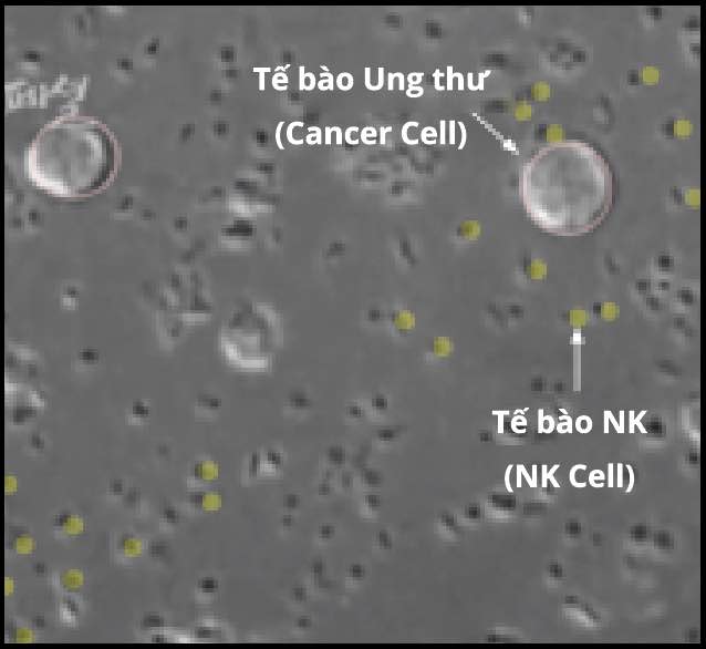 inactive NK cell
