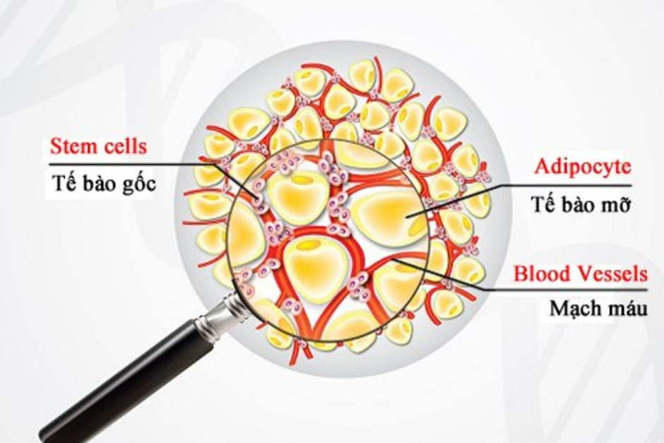 Tế bào gốc lấy từ đâu trong cơ thể người?