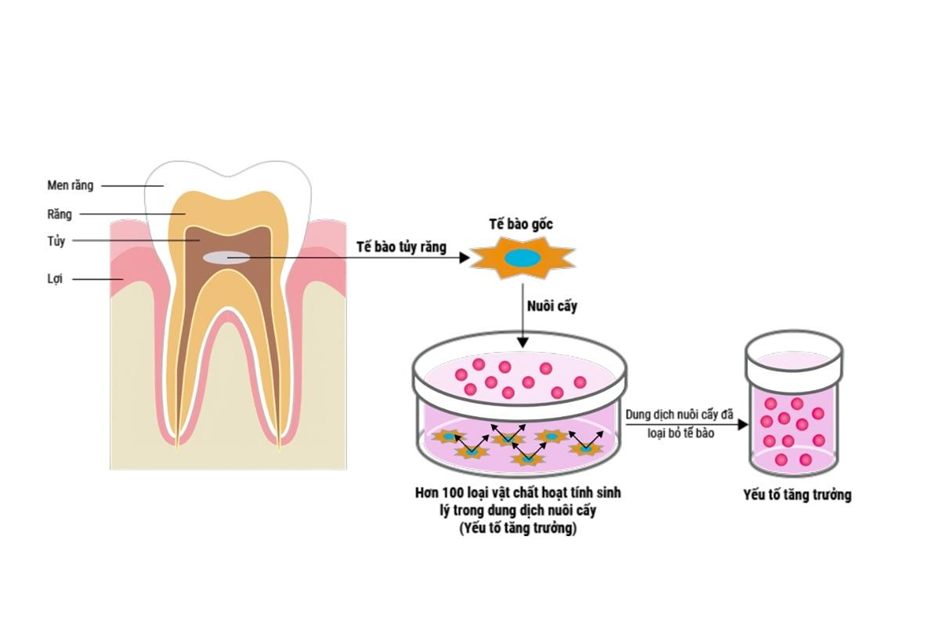 Tế bào gốc lấy từ đâu trong cơ thể người?