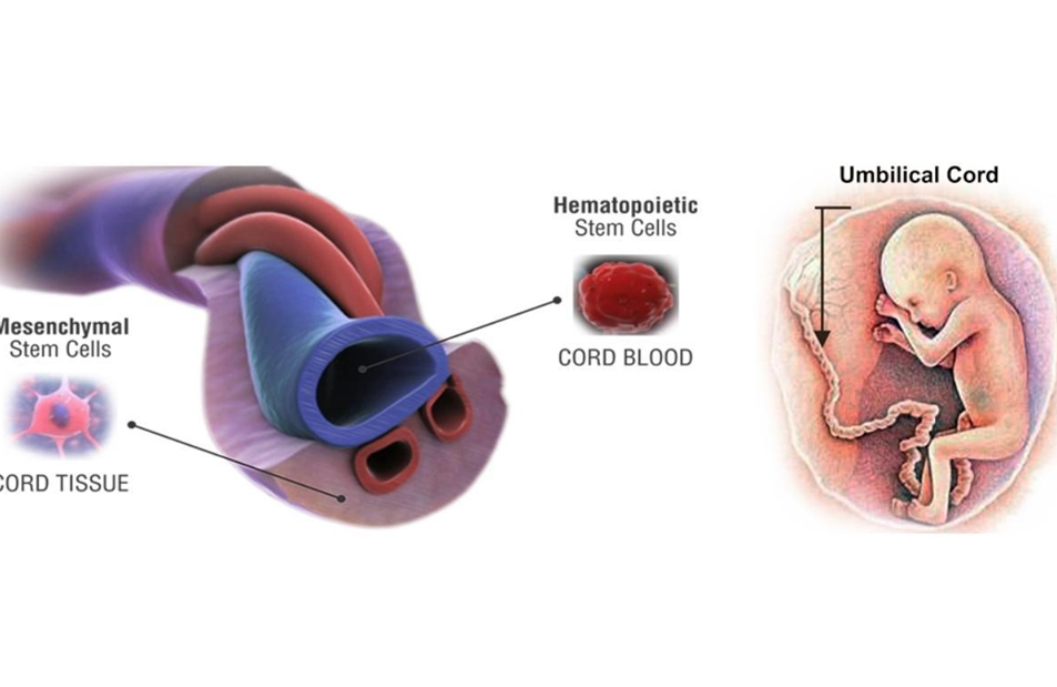 Tế bào gốc máu HSCs là gì? Nguồn gốc và ứng dụng của tế bào gốc tạo máu HSCs Tế bào gốc