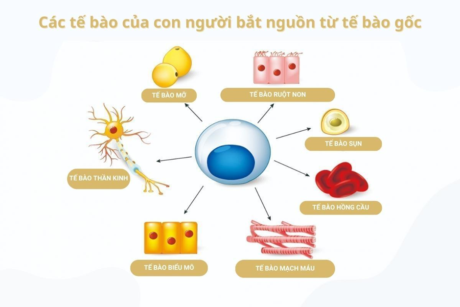 Ứng dụng tế bào gốc trong điều trị bệnh: những bệnh có thể chữa bằng tế bào gốc