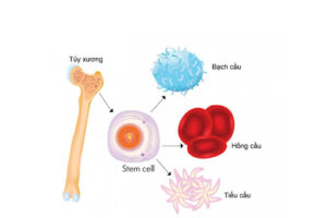 Tế bào gốc tủy xương và những ứng dụng tuyệt vời trong điều trị bệnh