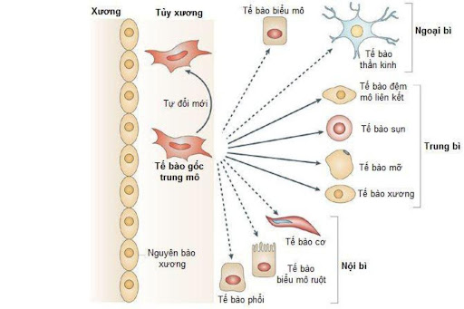 Tế bào gốc tủy xương và những ứng dụng tuyệt vời trong điều trị bệnh