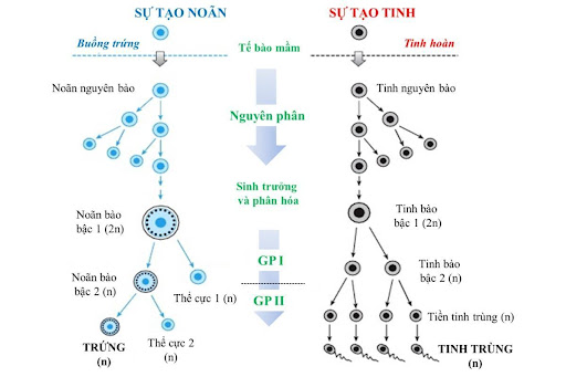 Sự khác biệt giữa tế bào mầm và tế bào gốc là gì? Sự khác biệt giữa tế bào mầm và tế bào gốc là gì?