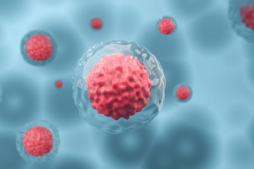Các loại tế bào gốc phổ biến được phân loại như thế nào?