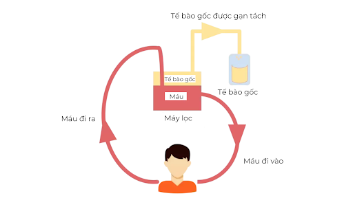 Liệu pháp tế bào gốc trong điều trị ung thư Liệu pháp tế bào gốc trong điều trị ung thư