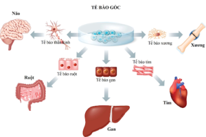 Có những tiêu chuẩn nào trong lưu trữ tế bào gốc?